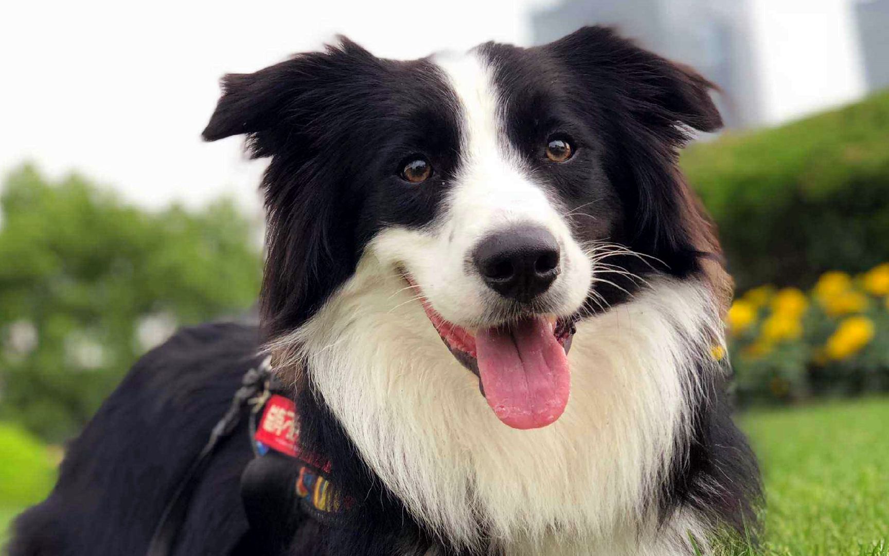 黑背狼狗牧羊犬