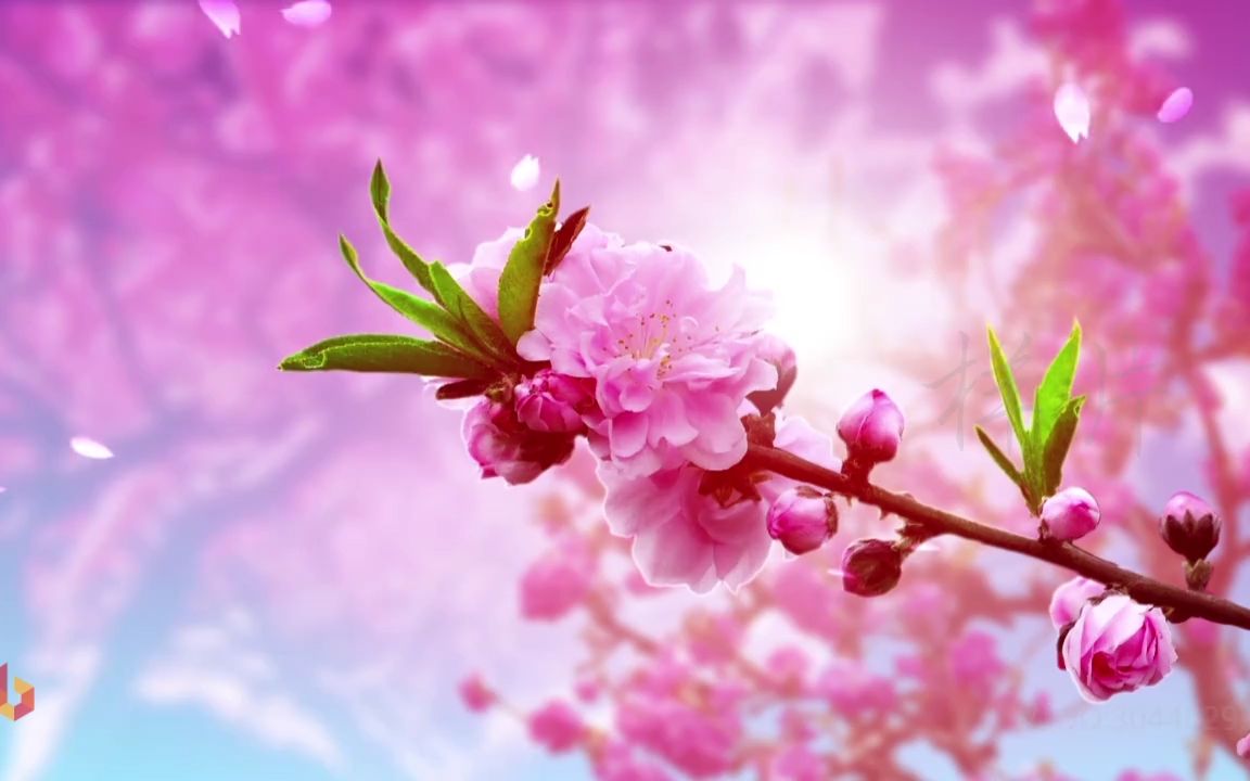 c234凉凉 三生三世十里桃花 歌曲led大屏幕背景 花瓣水墨古风视频素材