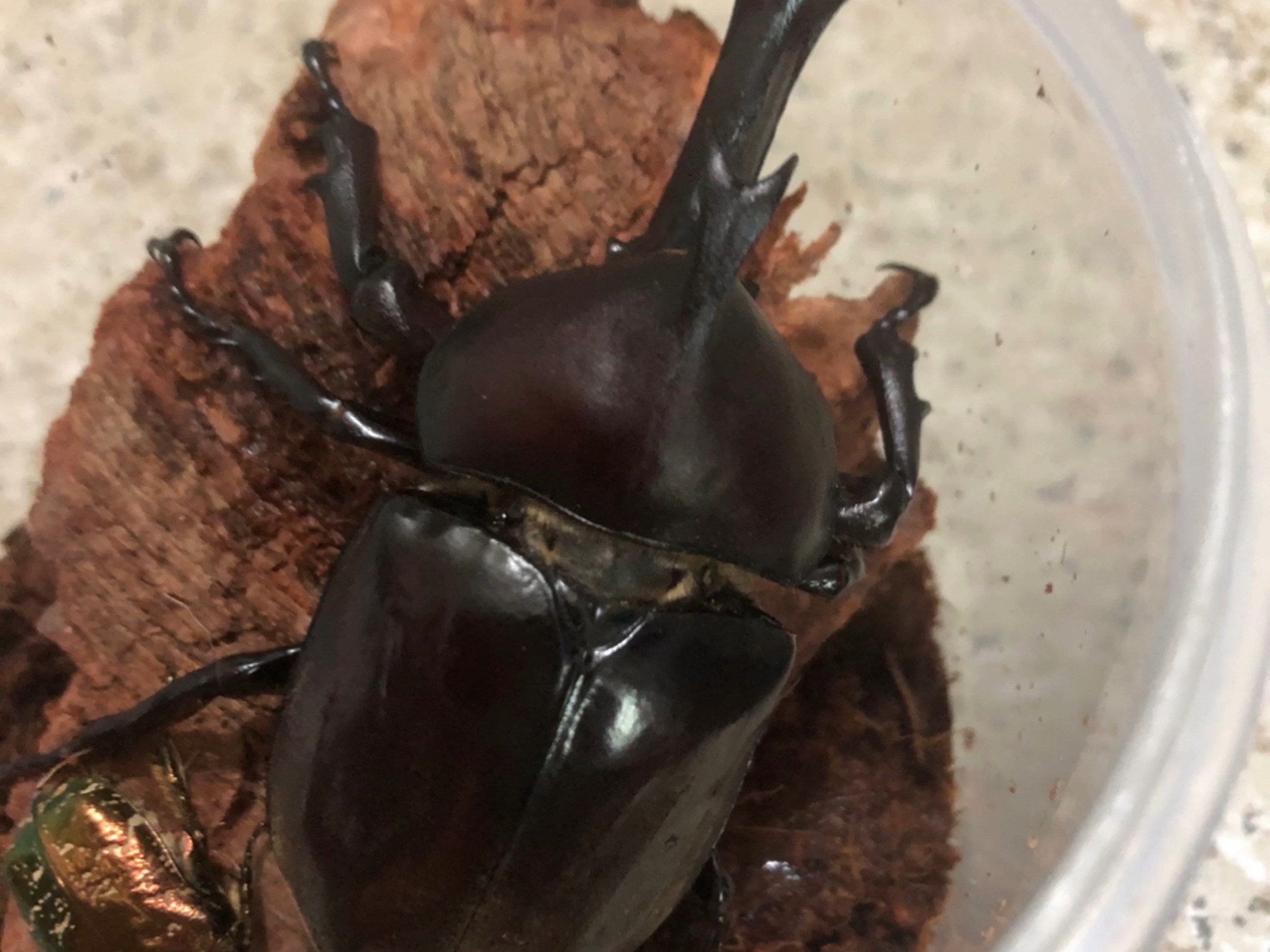 防翻树皮到了,还给它带来一只白星花金龟