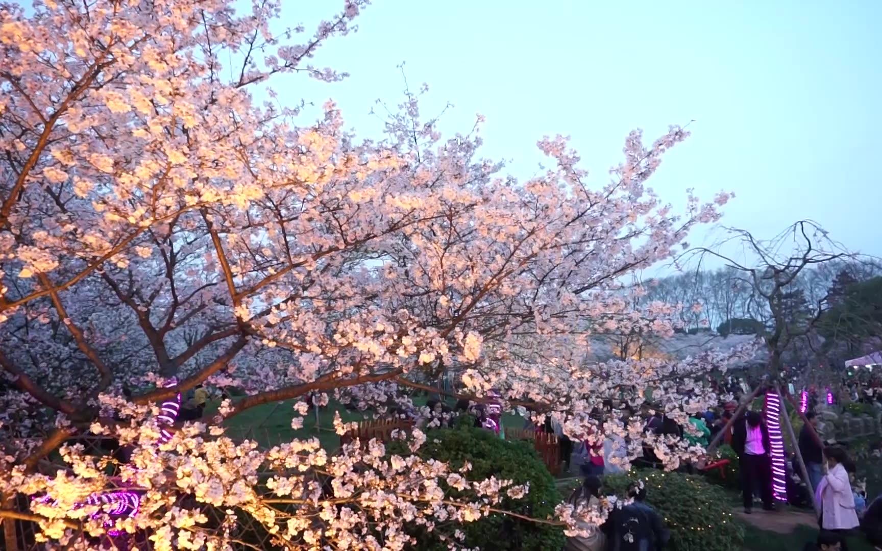 東湖磨山櫻花園