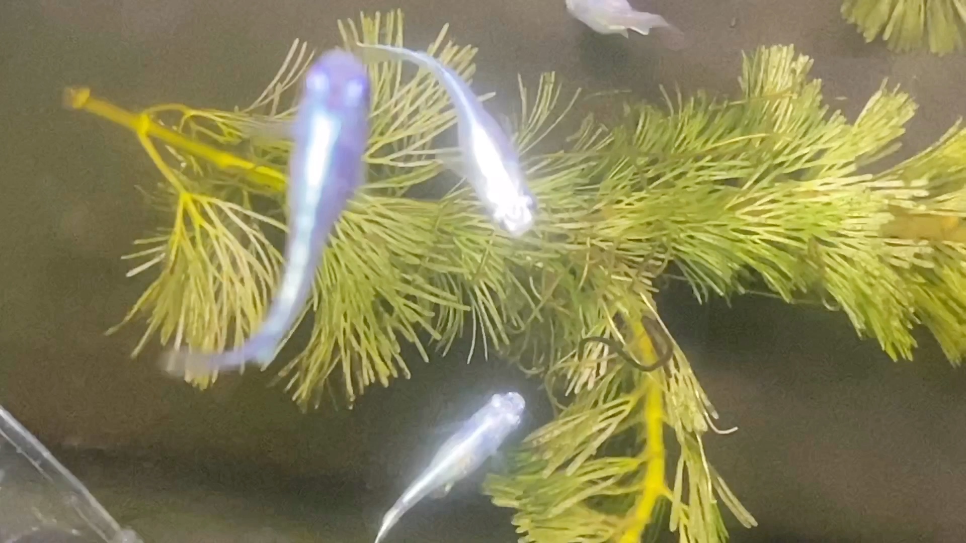 【观背青鳉】day 96 水草上挂了好多鱼卵了,可以期待一下嘛?