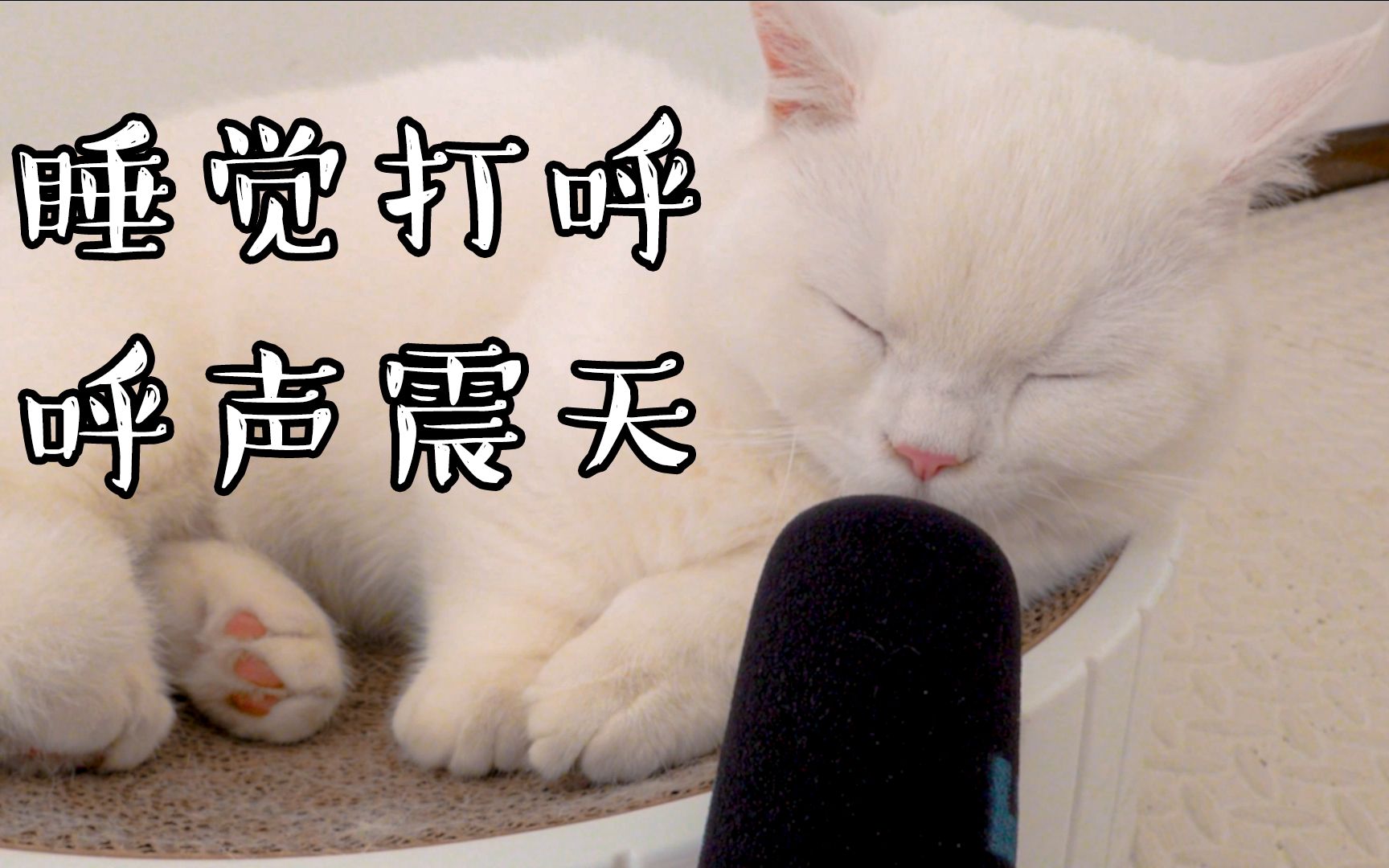 你敢相信这声音是只猫发出来的?现在猫打呼噜都这样啦?