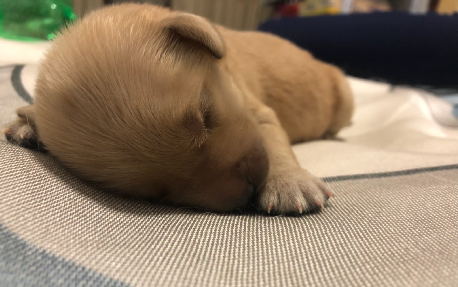 【小金毛】满一周!一只软乎乎的发面小奶狗.