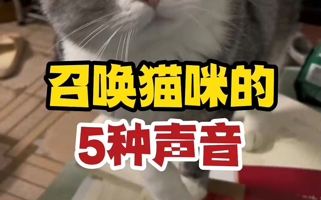 [图]叫狗用嘬嘬嘬，叫猫用什么呢？