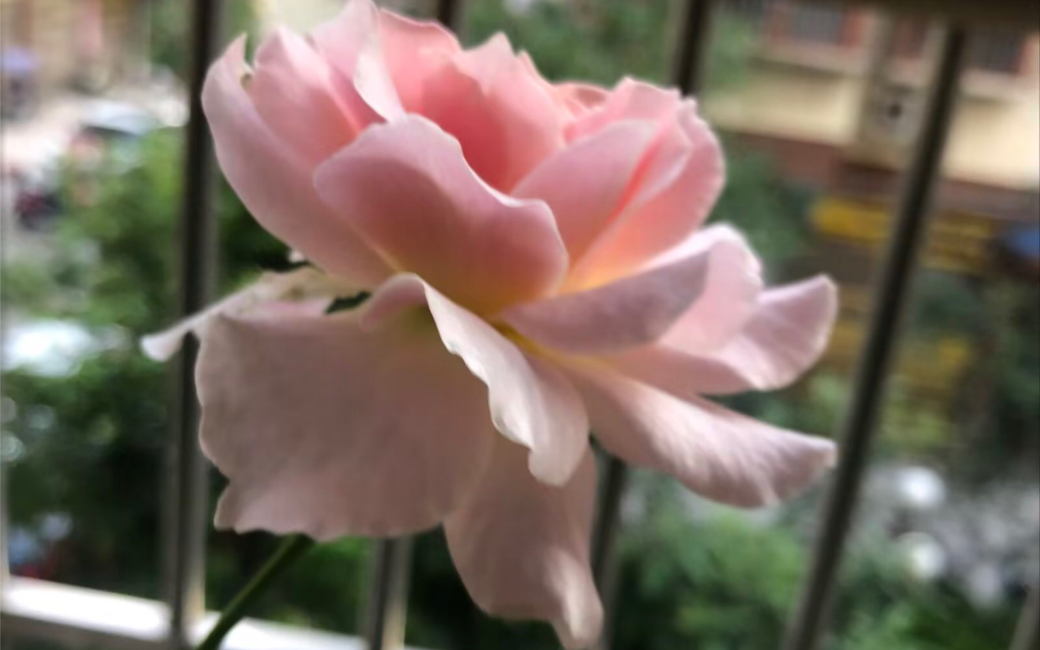 闪闪发光月季