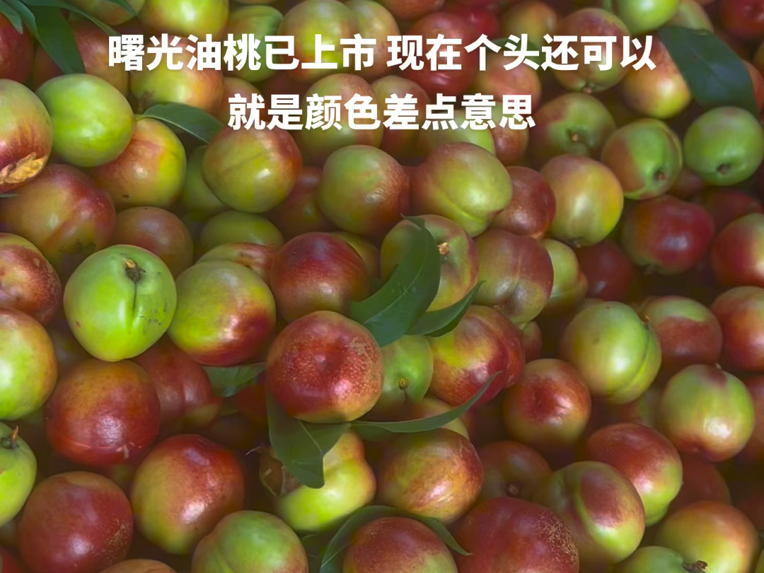 曙光油桃已上市 现在个头还可以就是颜色差点意思