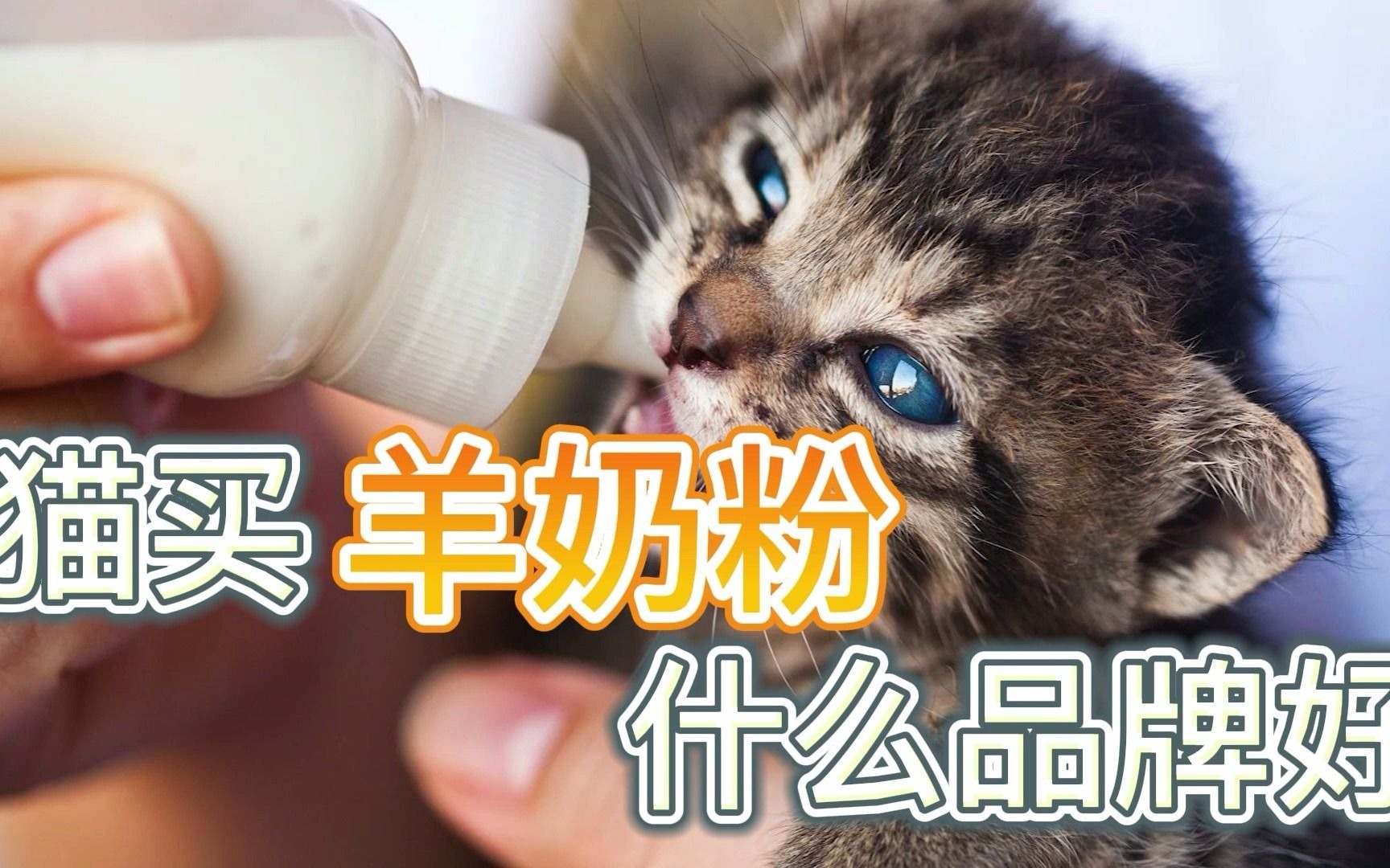 猫买羊奶粉什么品牌好哔哩哔哩bilibili