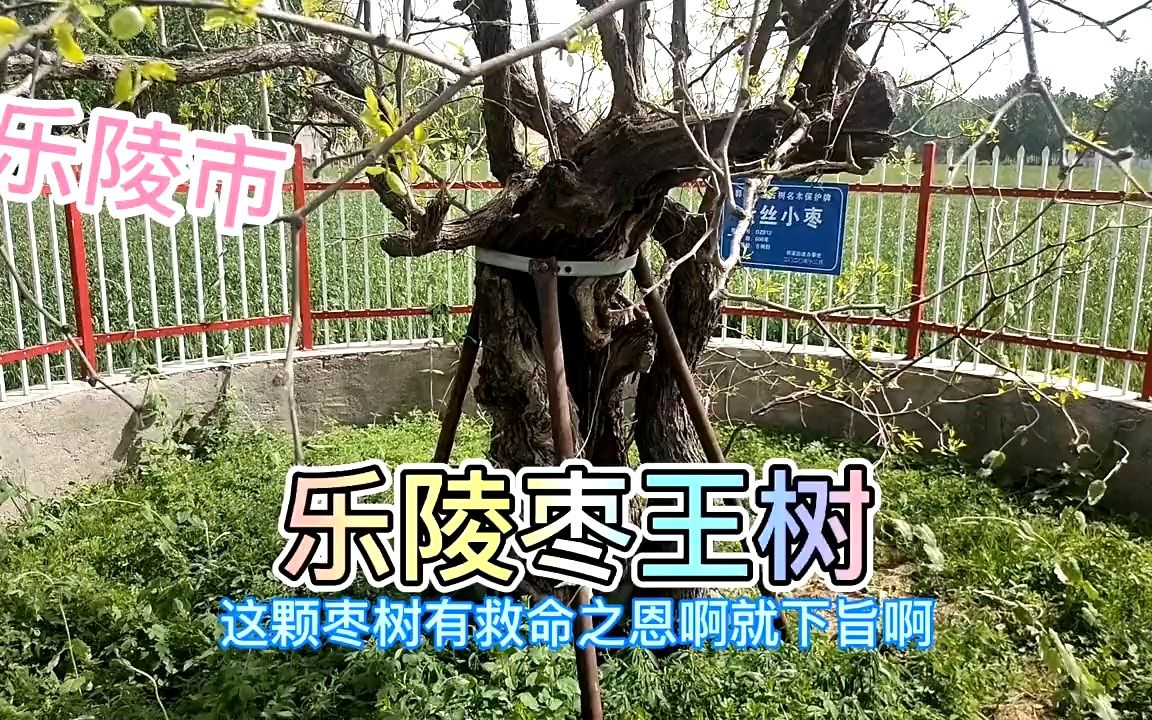 乐陵枣王树图片