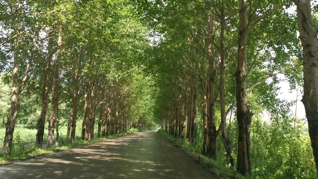 [图]夏天的湖边小路