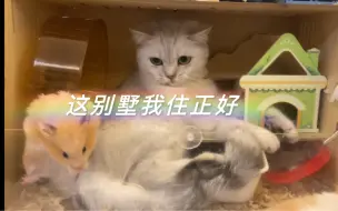 猫咪今天住进了大别墅，鼠鼠终于重获自由，真应了那句：你不想要的生活可能是别人羡慕的