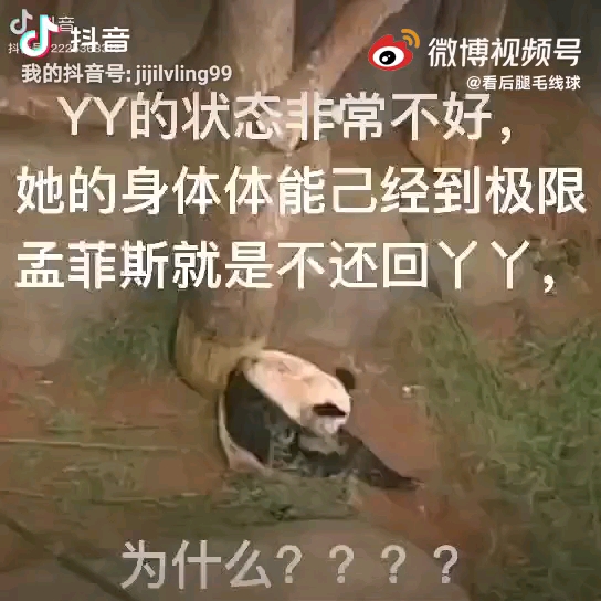 [图]连进食的力气都没有了，可怜的丫丫，你回家的路到底还有多远？