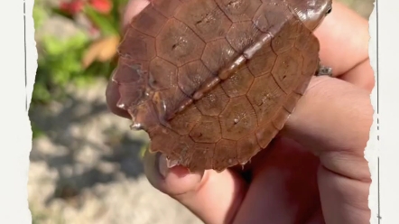 出一批鹰嘴龟错甲大小苗,几十个打包出 一只四百左右 鹰嘴龟