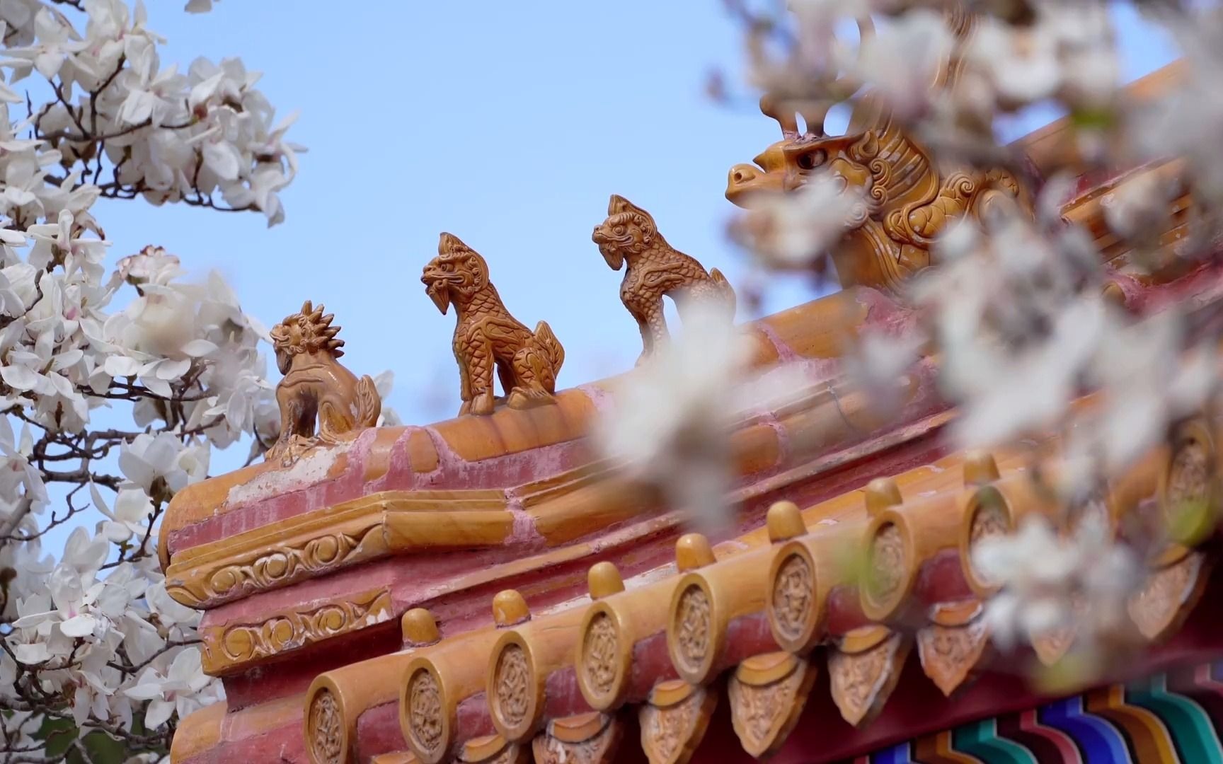 实拍4k玉兰花宫廷