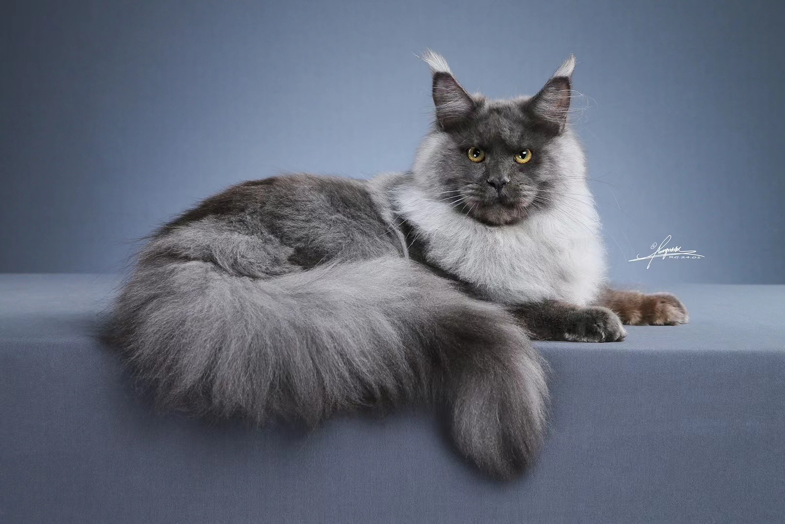 缅因猫到底是一种什么性格的生物?