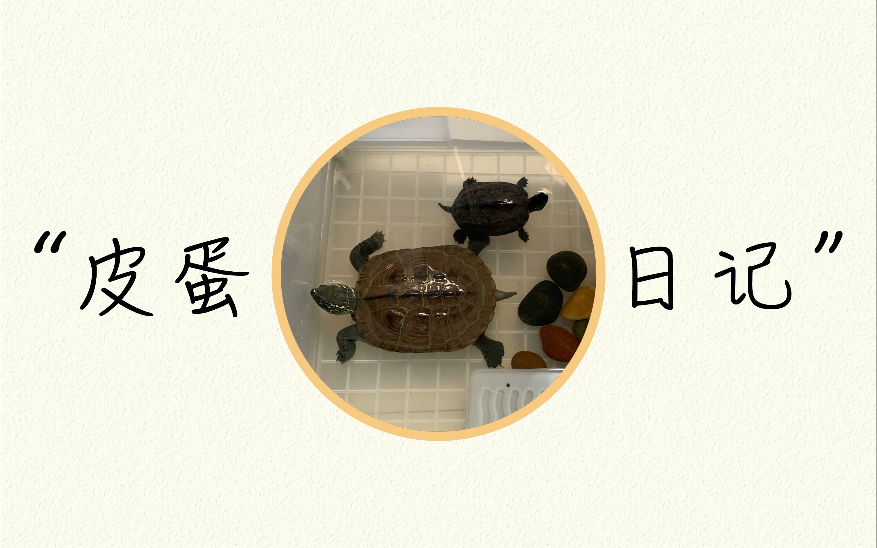 给家里的“小猛兽”皮皮蛋蛋喂虾干,干饭龟吃播!哔哩哔哩bilibili