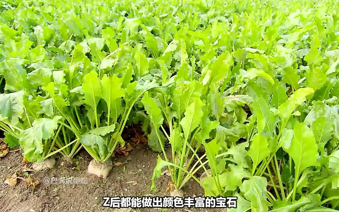 很多人没见过,却已经吃了很多年.甜菜制糖全过程哔哩哔哩bilibili