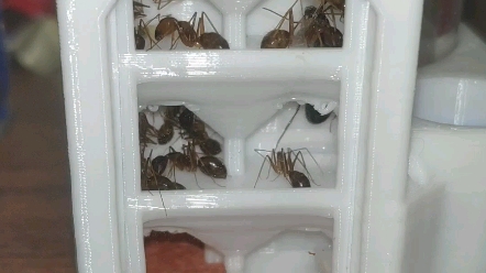 平和弓背蚁