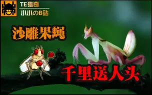 Download Video: 【TE猎奇】兰花螳螂之沙雕果蝇千里送人头(剧情片)