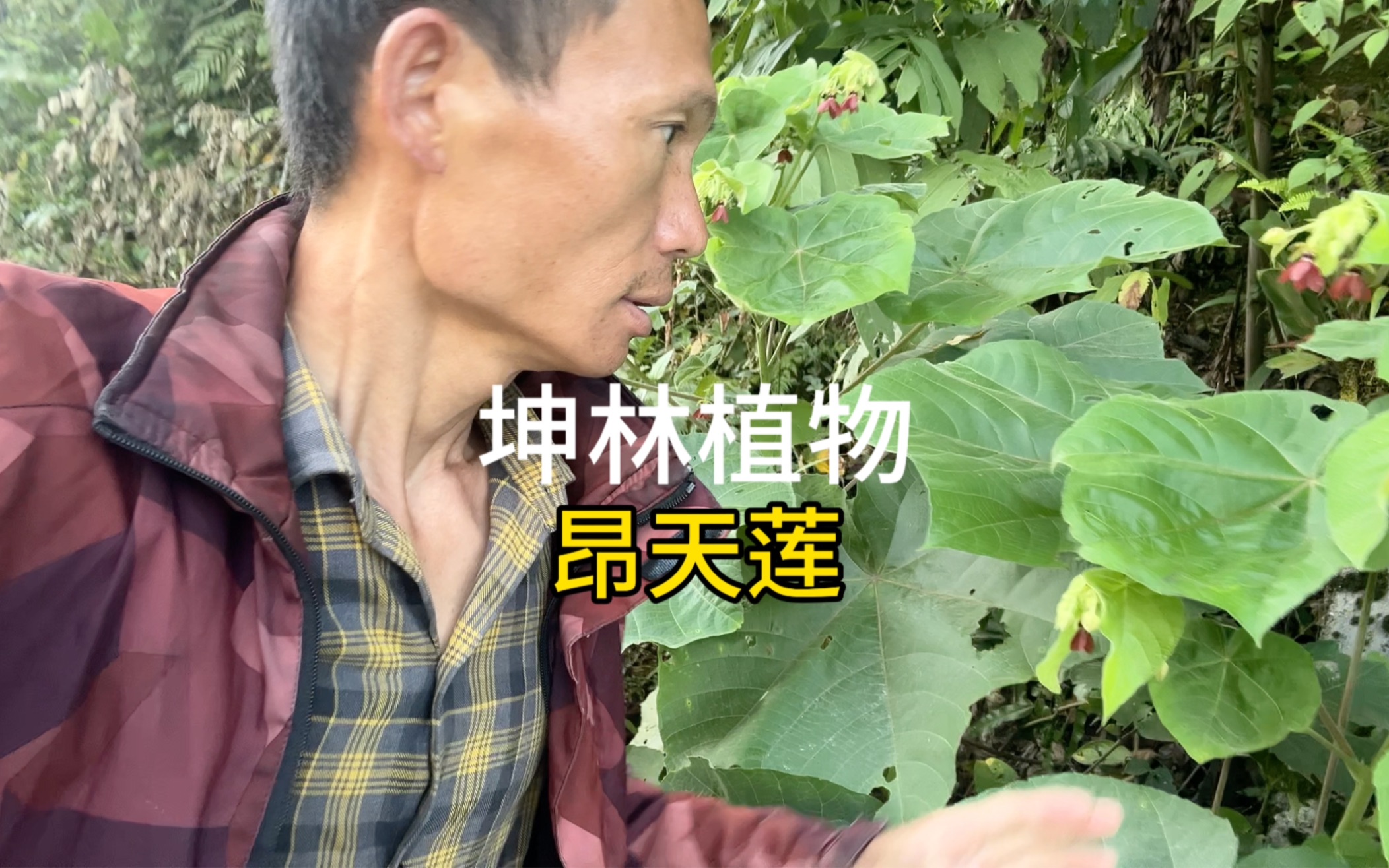 坤林植物,昂天莲哔哩哔哩bilibili