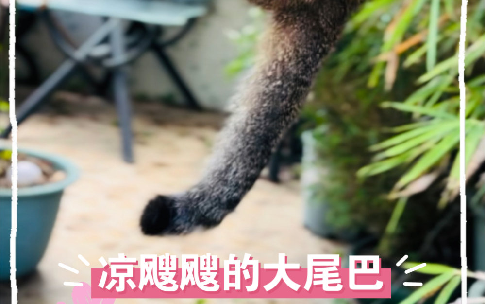 窈窕小猫喜欢自由自在上下吊床玩耍哔哩哔哩bilibili