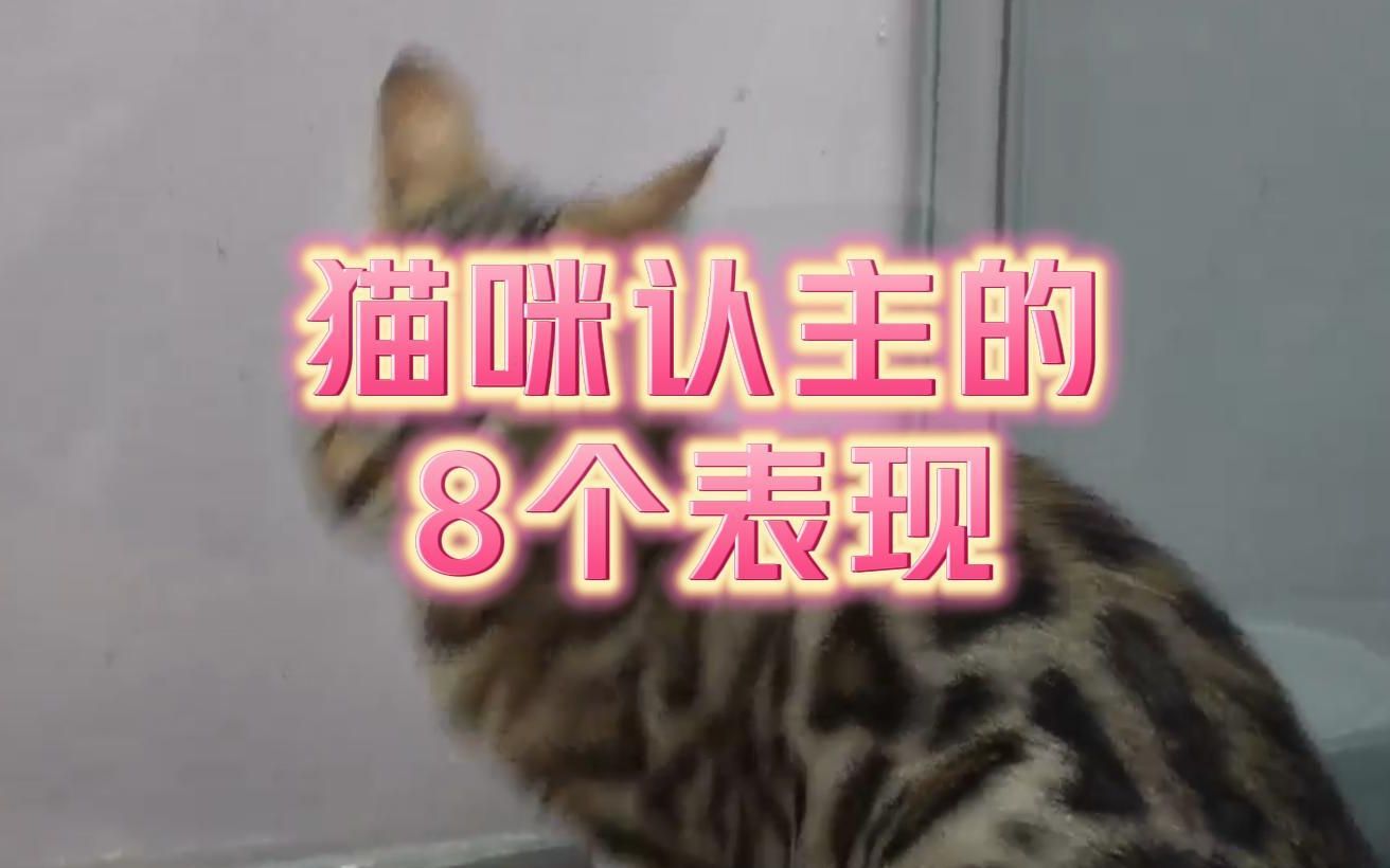 猫咪认主的8个表现,家里多个人,猫咪只认一个主人哦哔哩哔哩bilibili