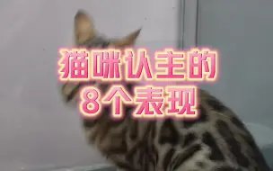 下载视频: 猫咪认主的8个表现，家里多个人，猫咪只认一个主人哦