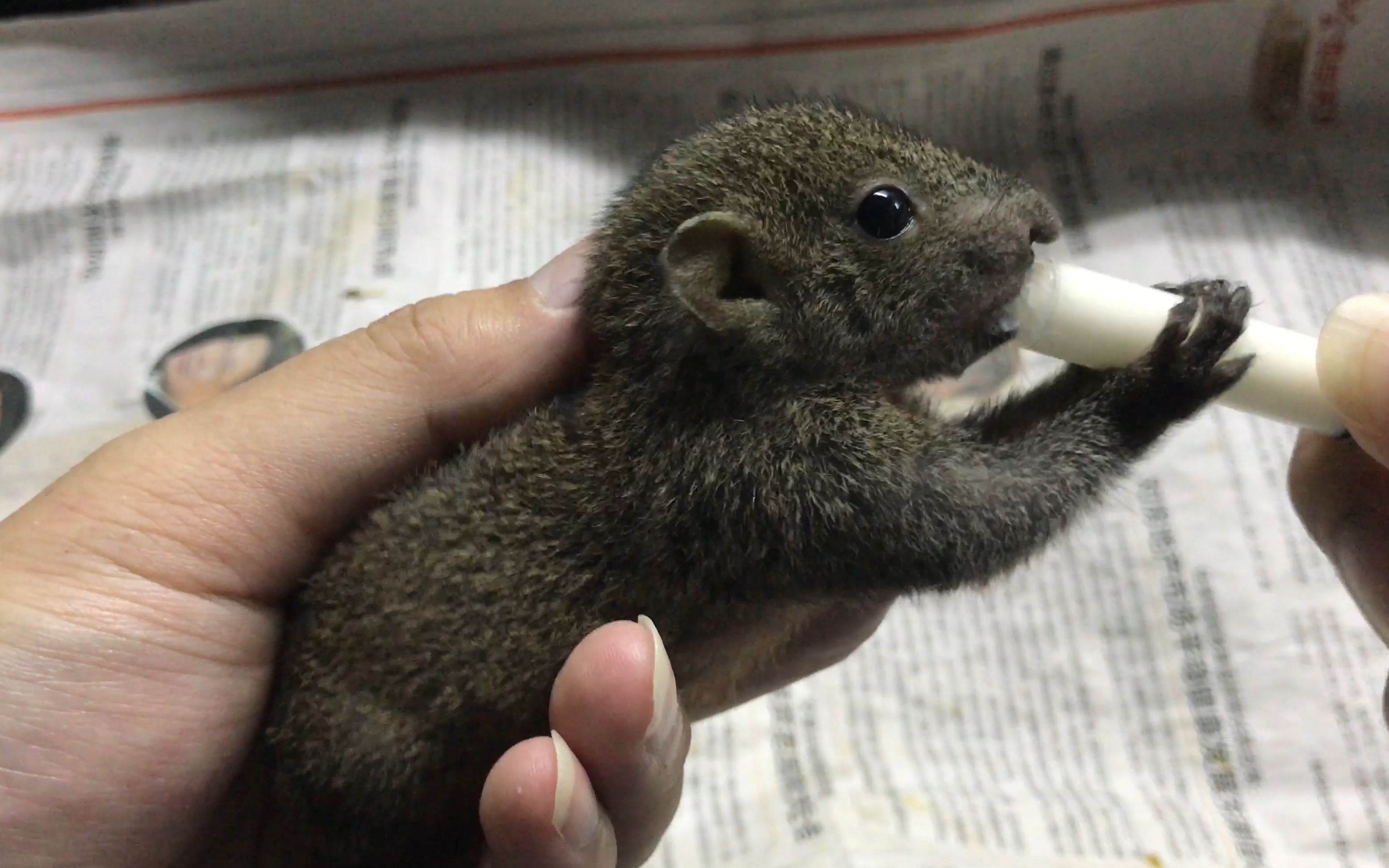 训练小松鼠宝宝上手喝奶43_哔哩哔哩_bilibili