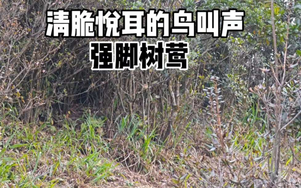好听的鸟叫声 强脚树莺