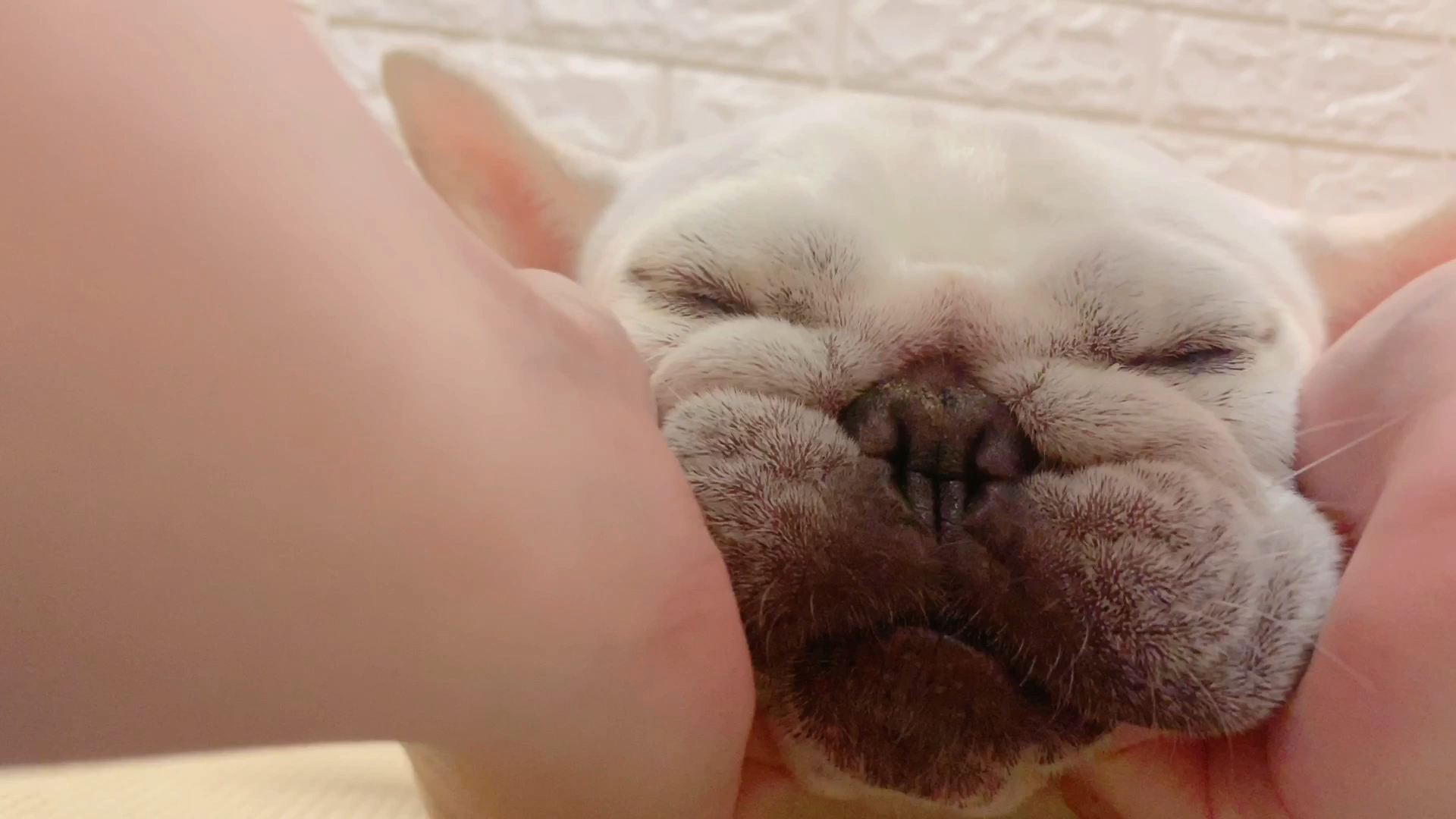 法国斗牛犬给荔枝吹风揉揉脸快融化了噗