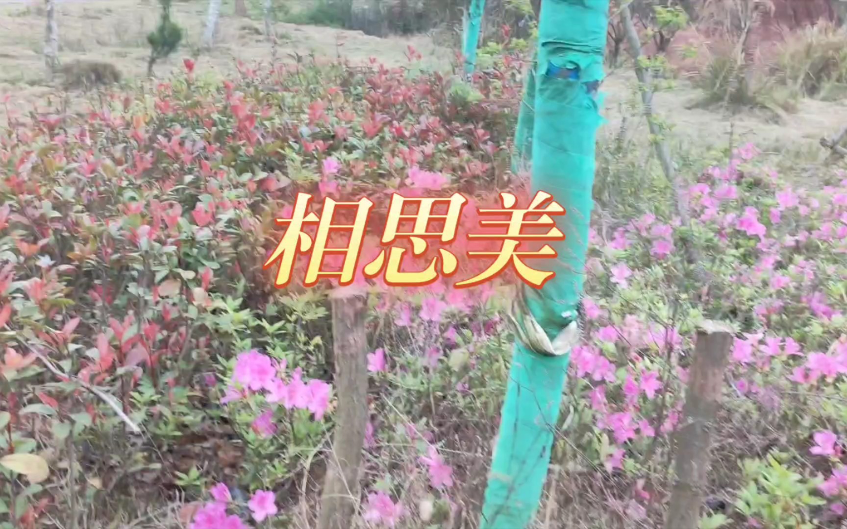 新歌推荐(相思美)(互关互粉必回)