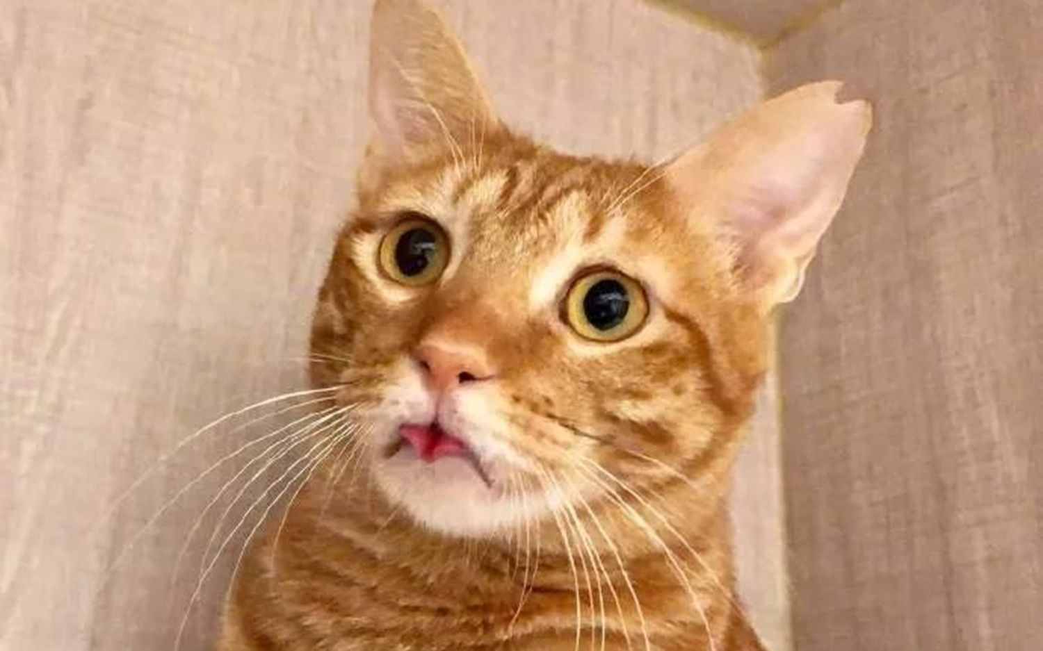 【每日一囧】什么样的女孩撒娇成功率高?