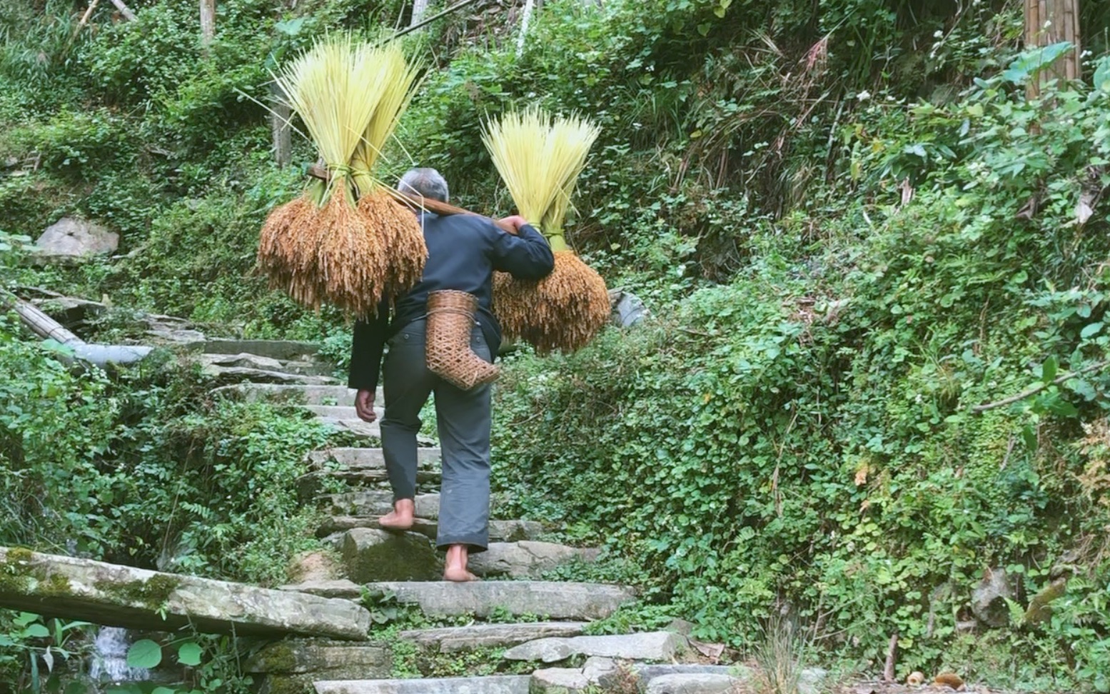 [图]龙脊梯田上到光脚大伯，专注光脚60年，目测脚底老茧要比鞋底厚