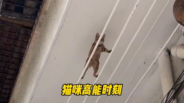 猫咪的高能时刻#猫咪 #压迫感 #猫咪高燃