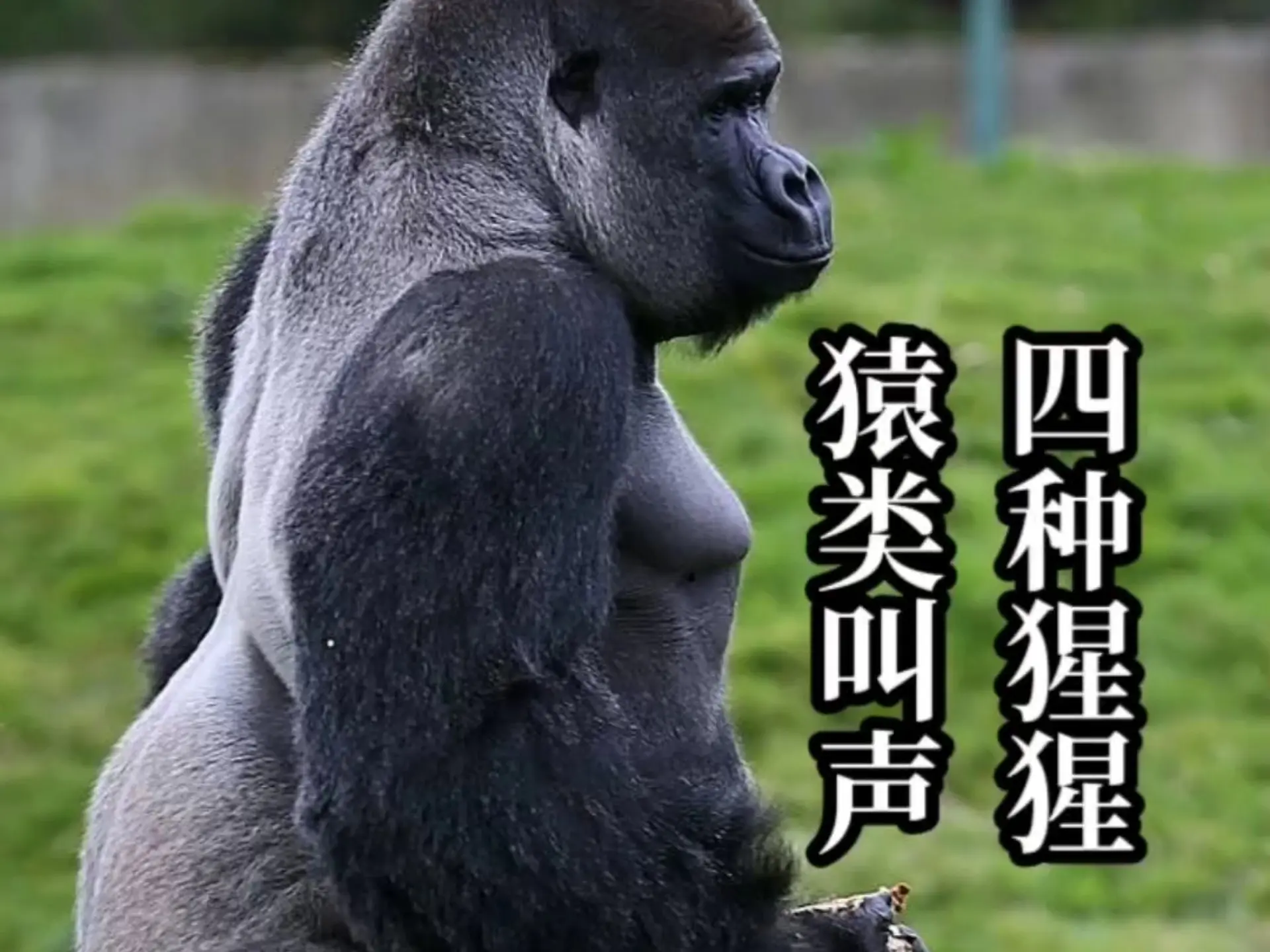 四种猩猩猿类叫声_哔哩哔哩_bilibili