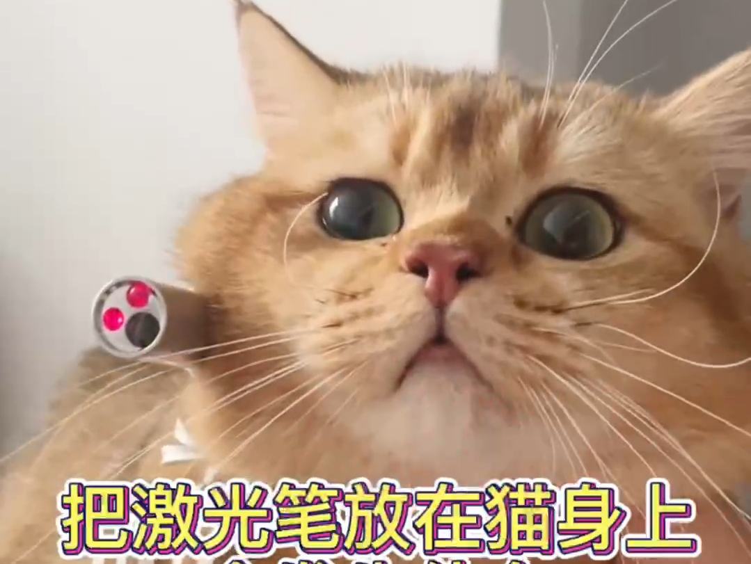 笑死!把激光笔绑在猫身上会发生什么