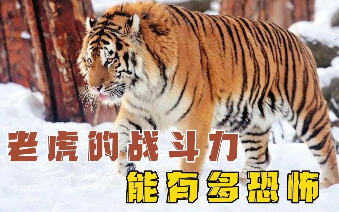 [图]你知道，老虎的真实战斗力能有多恐怖吗？看完惊呆你！