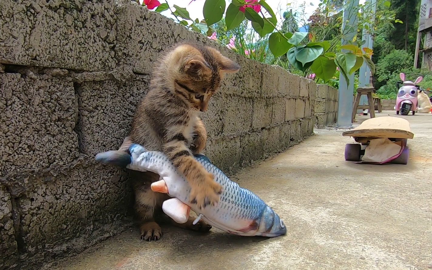 网购一条会动的逗猫鱼,猫猫把它当怪物戏耍,玩到最后自己累趴了