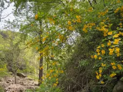 下载视频: 祝大家一路开花，不止山里！