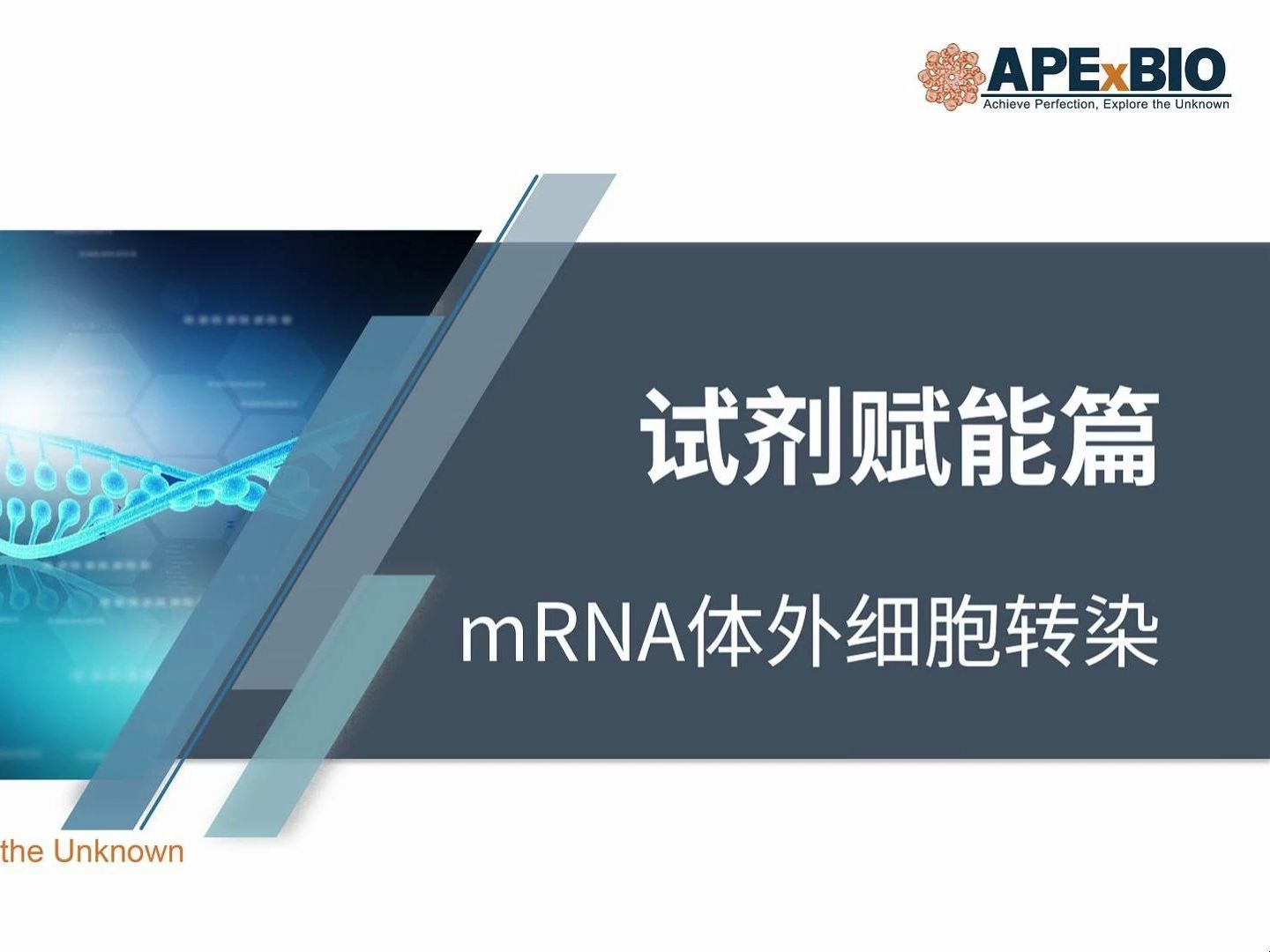 In Vitro mRNA Cell Transfection Protocol