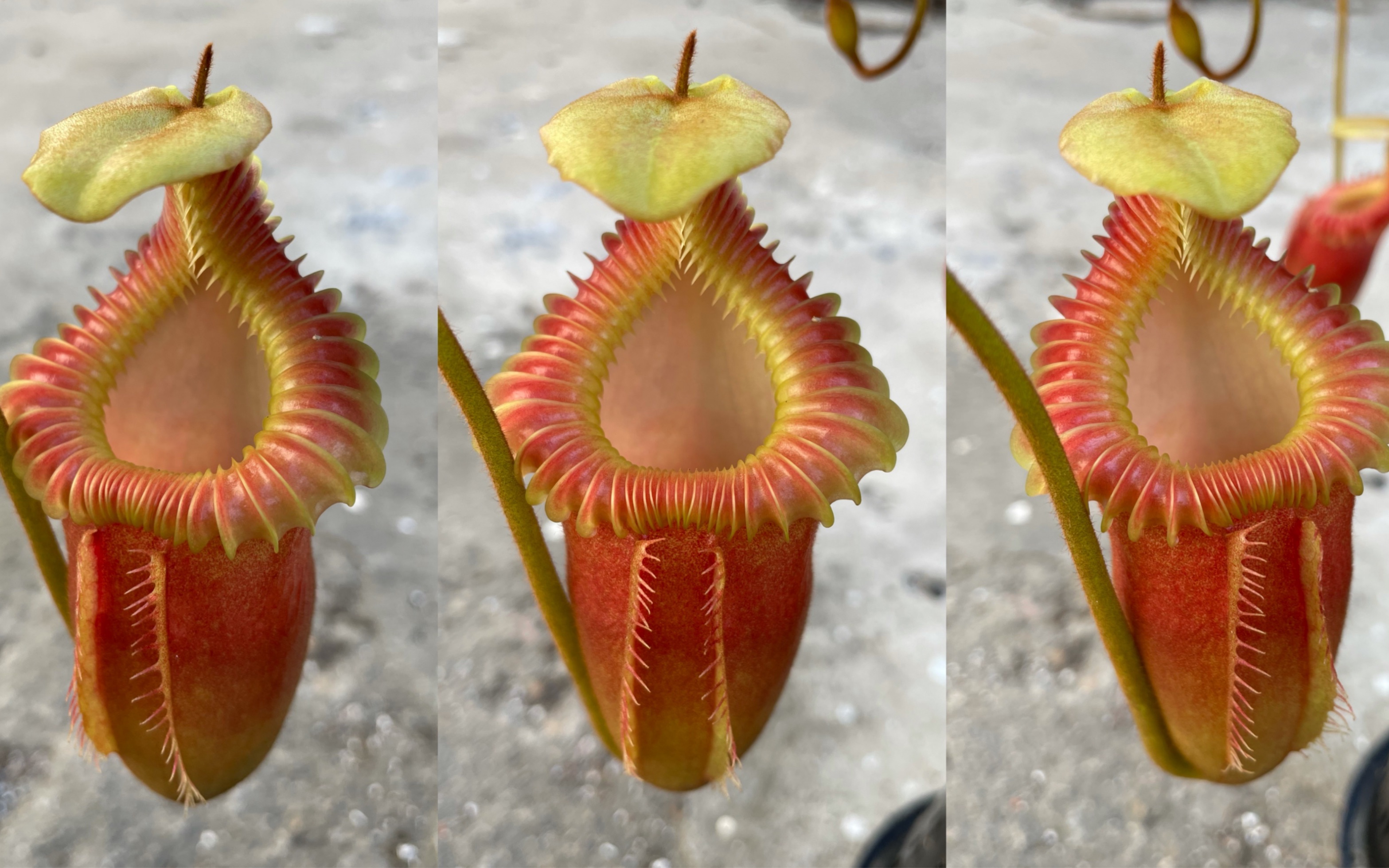 [羽化尘]哈里猪笼草