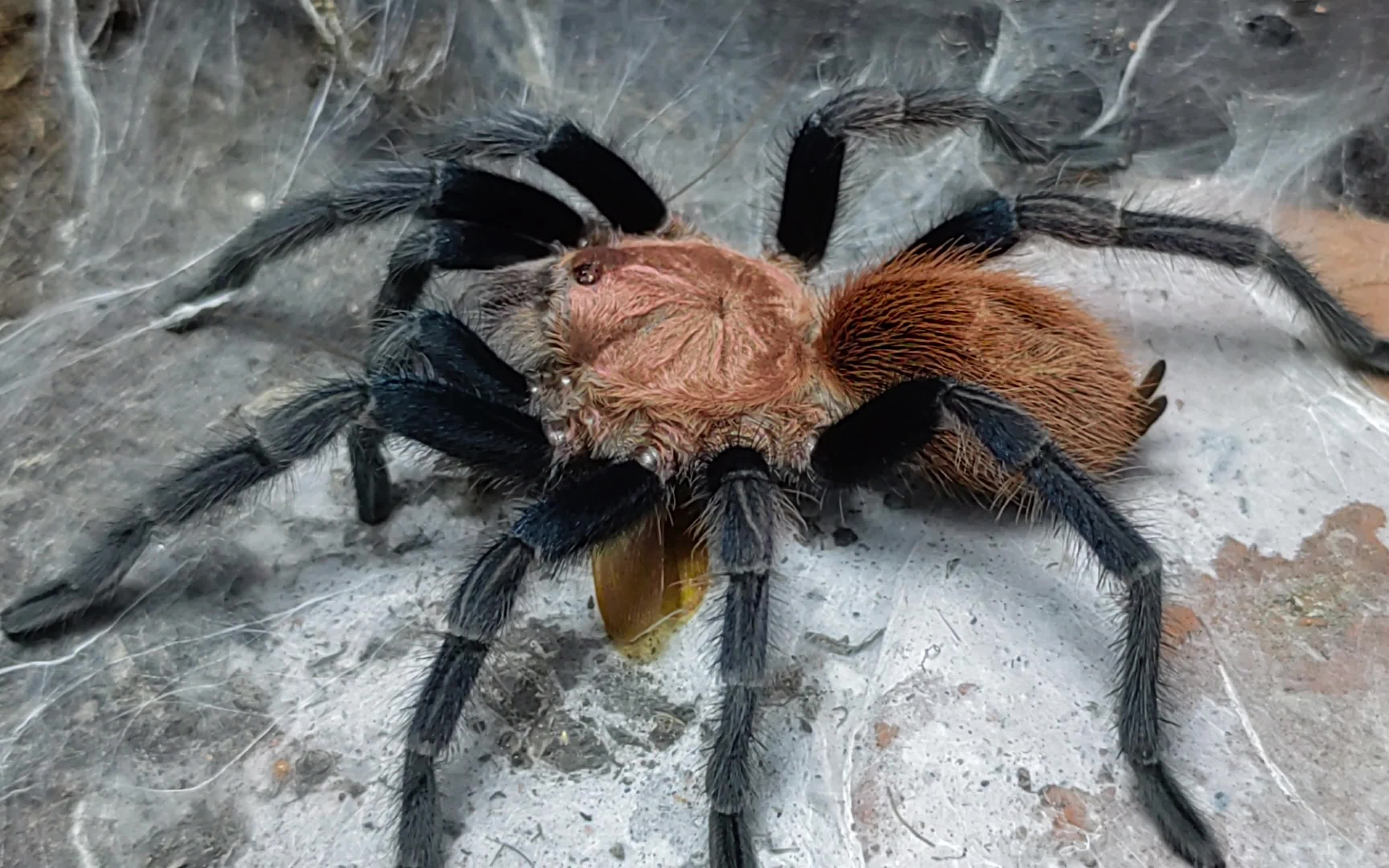 【捕食展示】墨西哥帕帕蓝腿捕食樱桃蟑螂