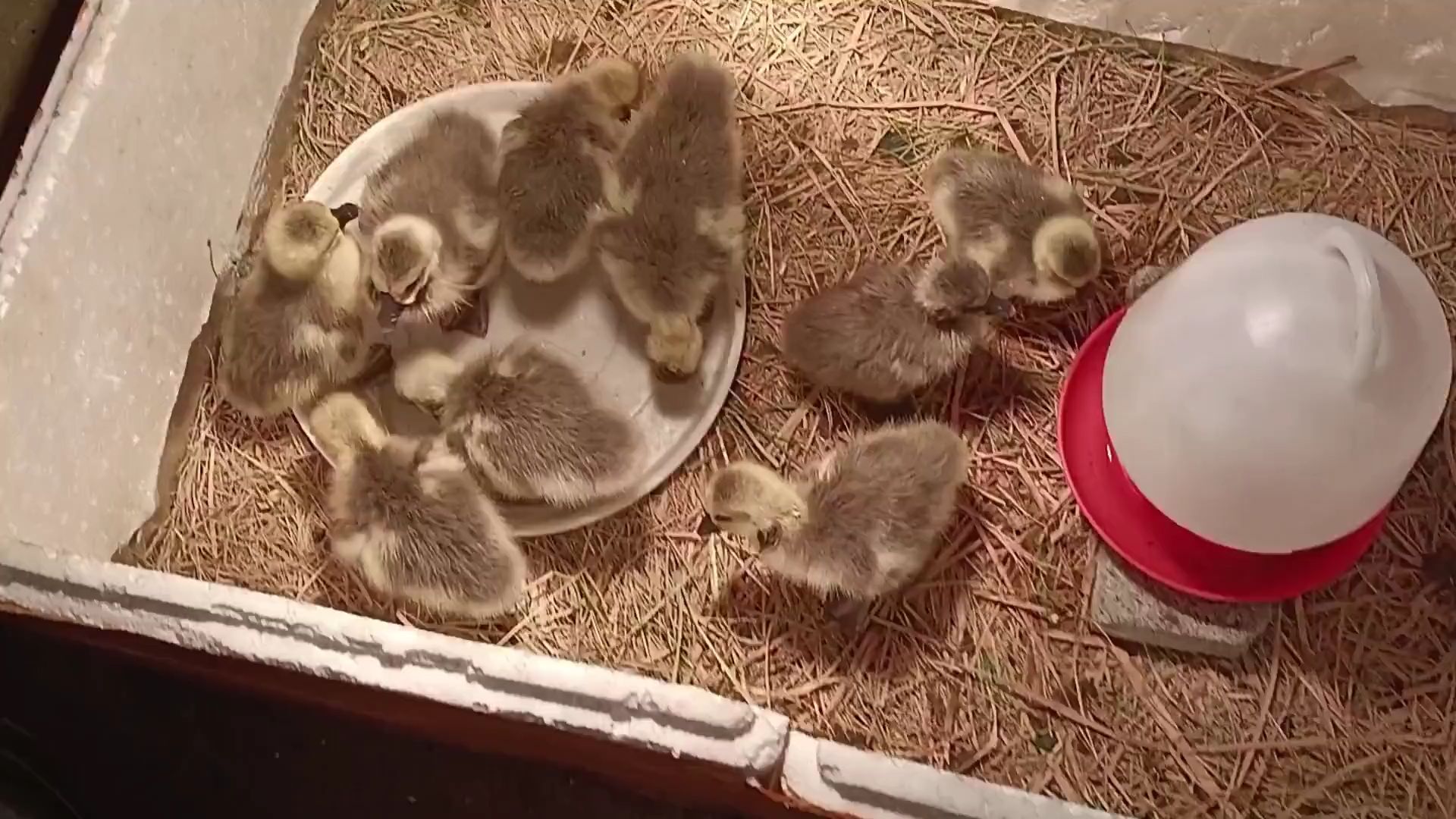 花了高价900多块钱买了十个狮头鹅,居然给我发马岗鹅