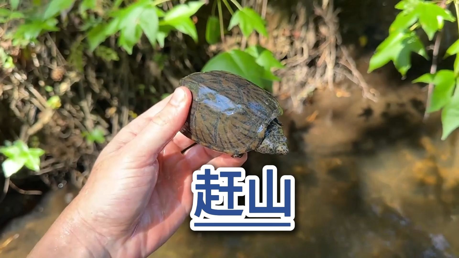 野外真实赶山寻找乌龟
