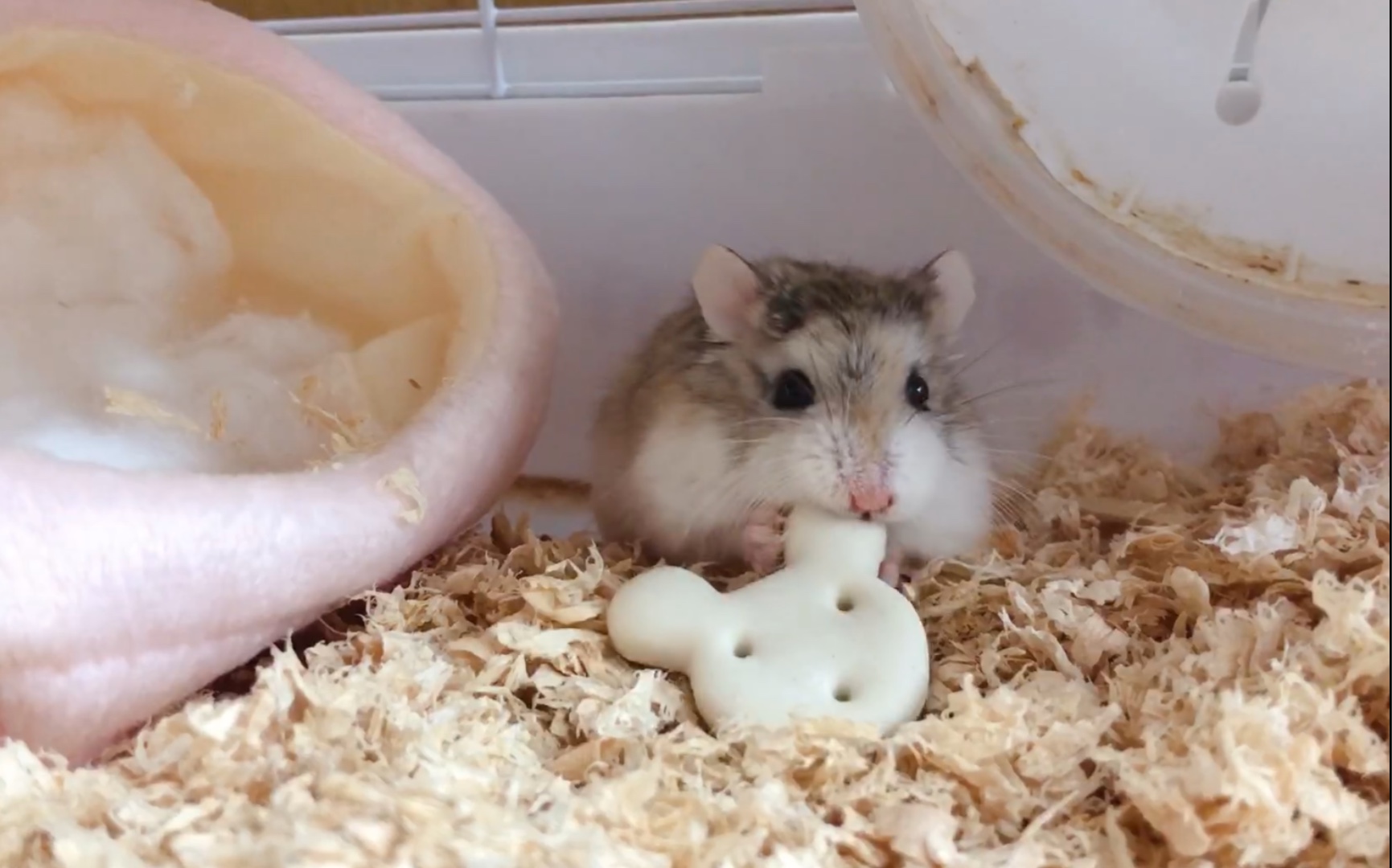 小仓鼠的视频 B站