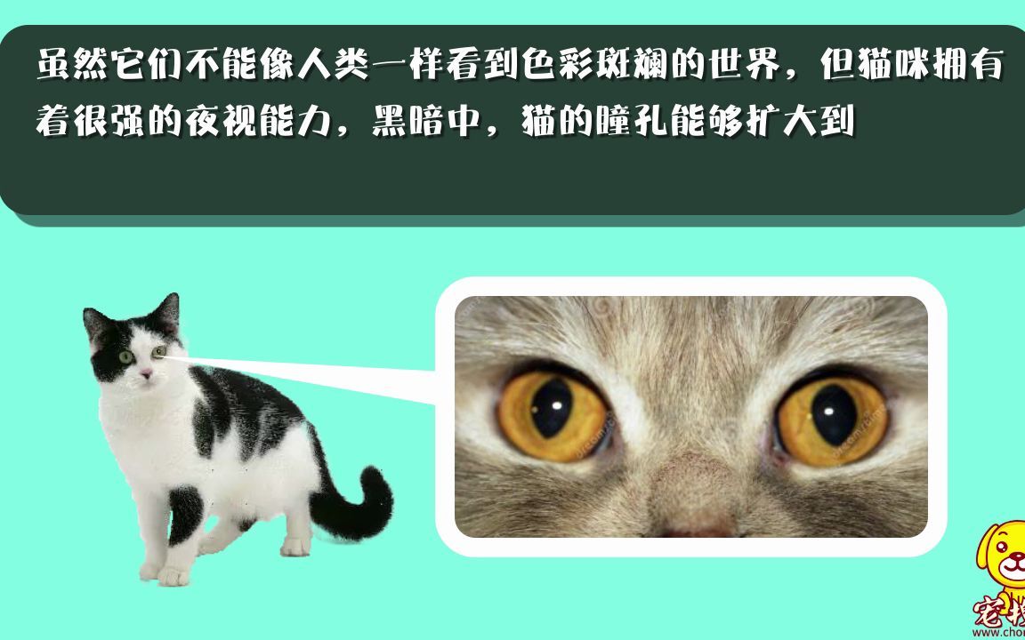 猫和狗是色盲吗哔哩哔哩bilibili