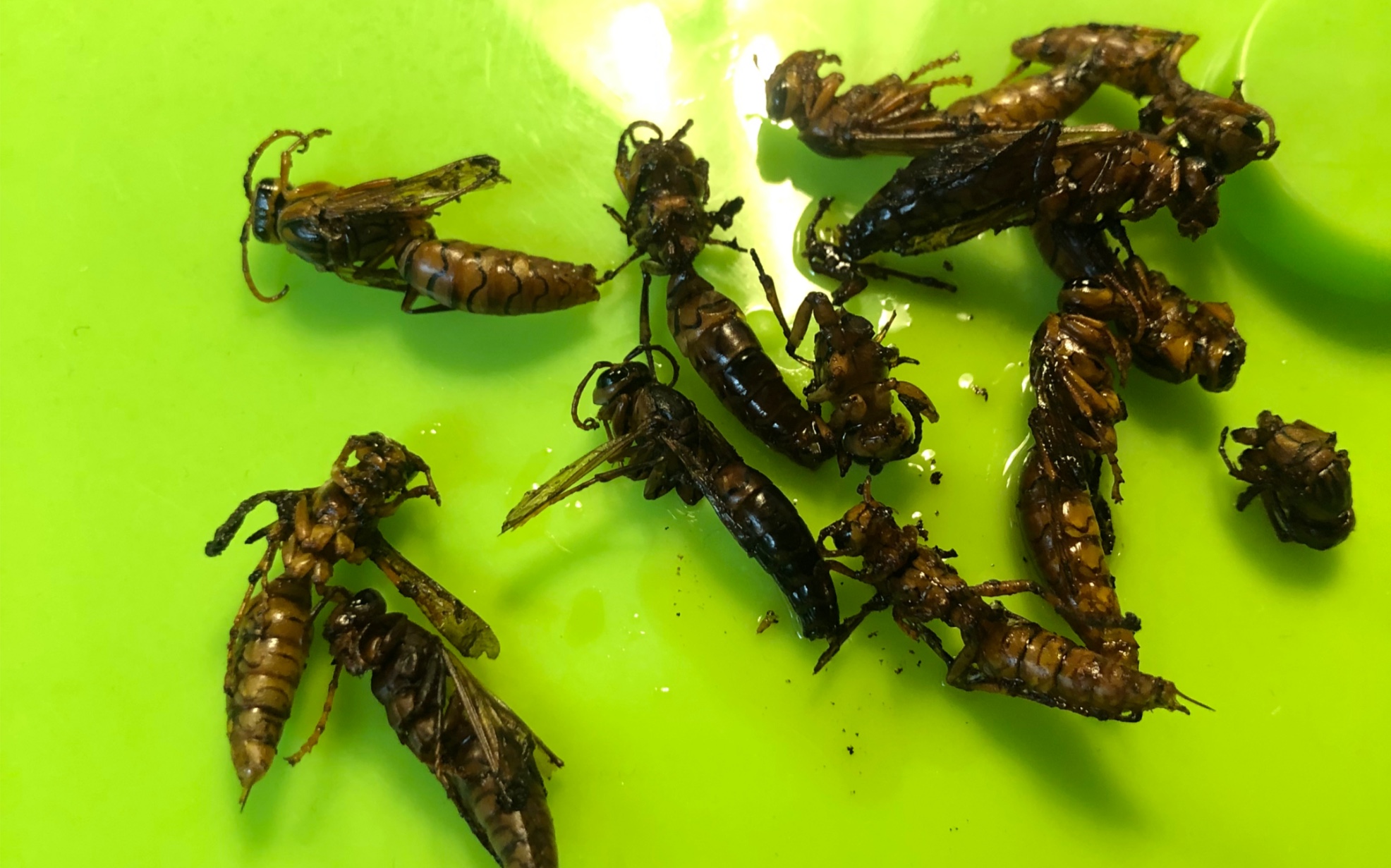 今天我吃了几只马蜂