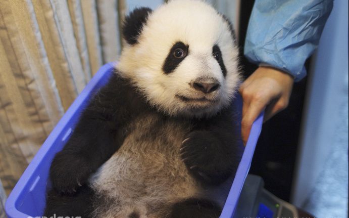 2017.11.07《大熊猫乔伊》好不容易叼根笋上树,然而并没有吃到嘴