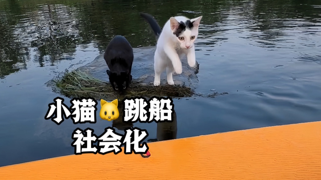 这小猫上辈子是特种兵吧?!哔哩哔哩bilibili