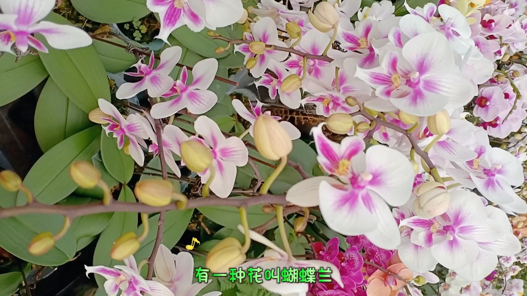 蝴蝶兰花的花语和寓意是什么?我来告诉你哔哩哔哩bilibili