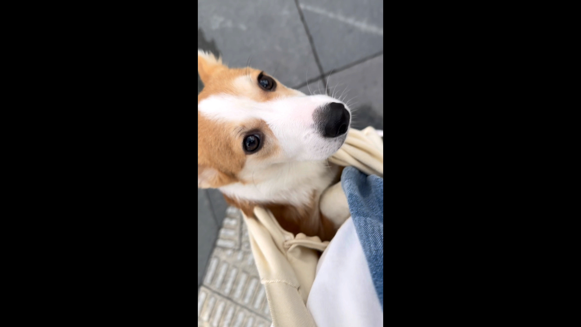 是桃子不是椰子.